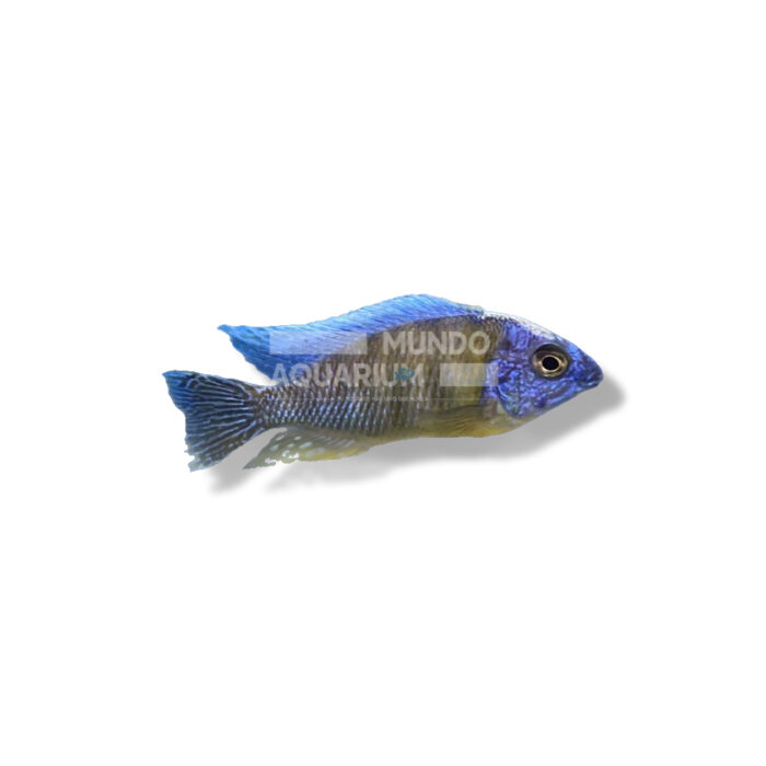 PROTOMELAS FENESTRATUS TAIWAN REEF XL