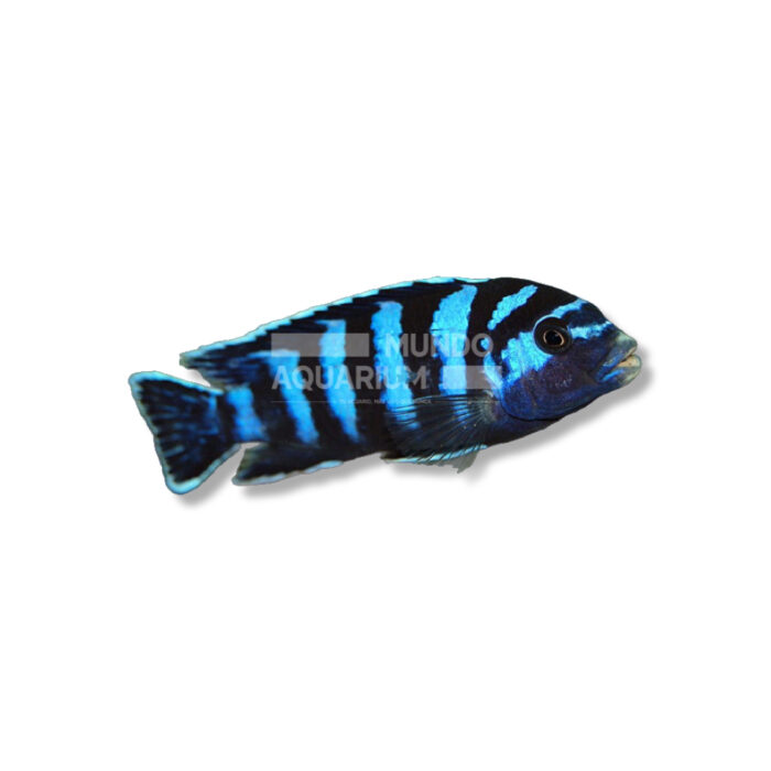 CICLIDO DEMASONI (3,5-4 CM)