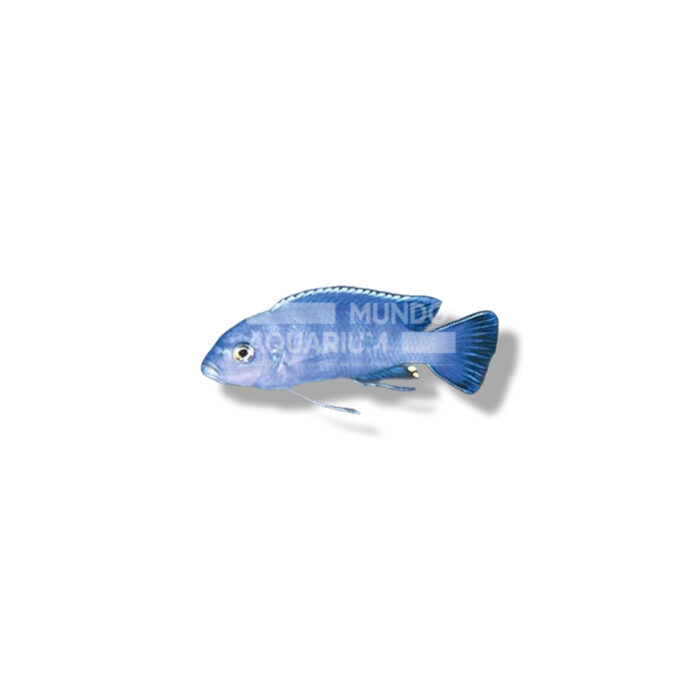 PSEUDOTROPHEUS KINGSIZEI (BLUE GOLD 6-7 CM)
