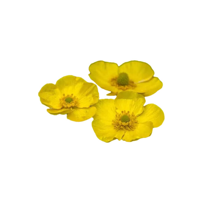 RANUNCULUS LINGUA