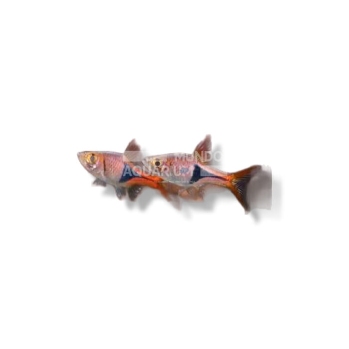 RASBORA HETEROMORPHA (ARLEQUÍN)