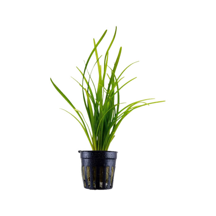 SAGITTARIA NATANS