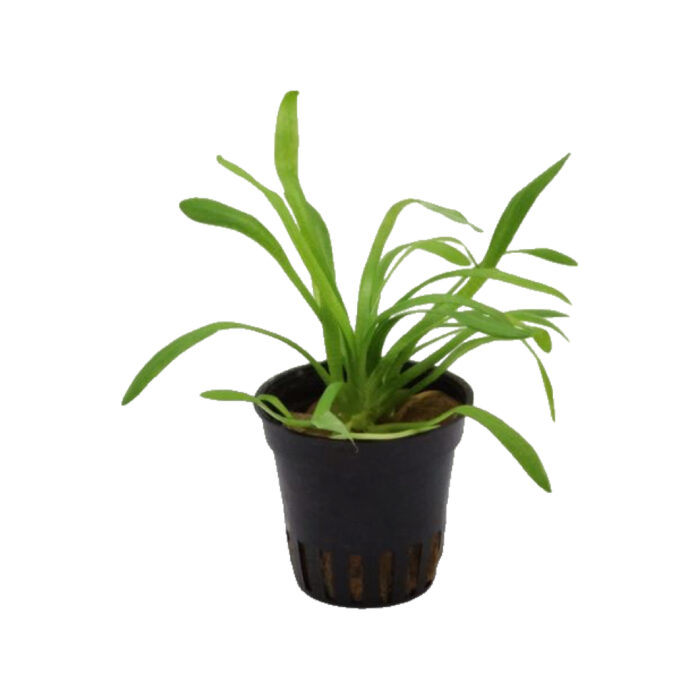 SAGITTARIA TERRES