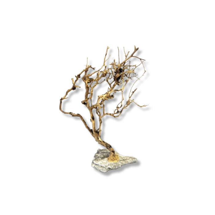 SMALL TREE COMPACT