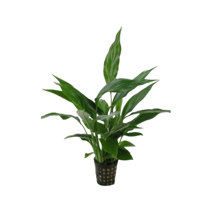 SPATHYPHYLLUM GREEN (PALUDARIO)