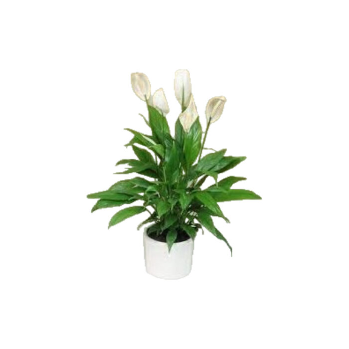 SPATHYPHYLLUM XL