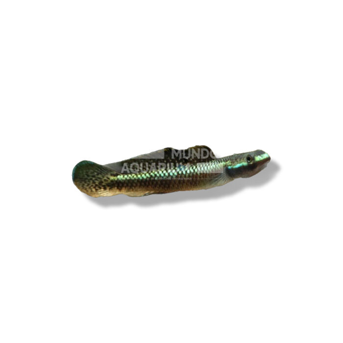 STIPHODON ATROPURPUREUS