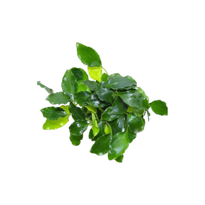 SYGMATOGLOTTIS