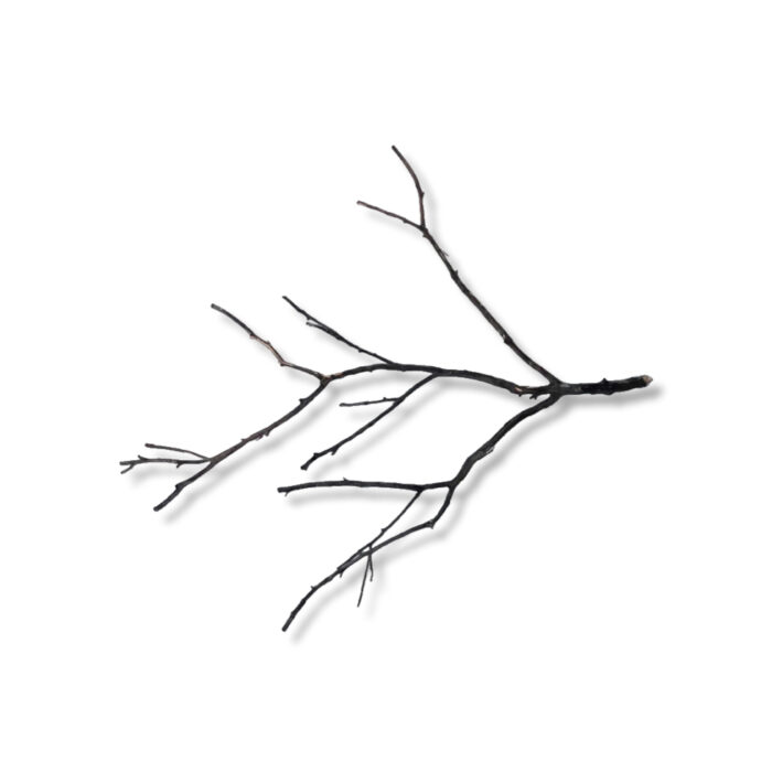 SHADOW WOOD