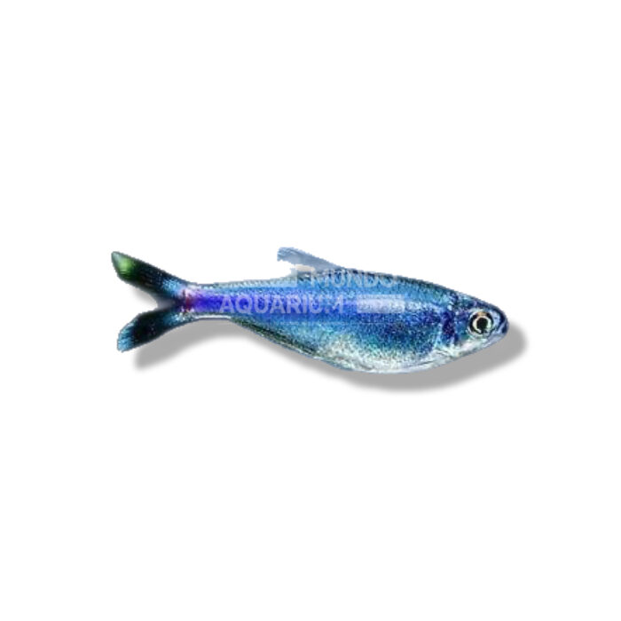 TETRA BLUE (BOEHLKEA FREDCOCHUI) 3CM