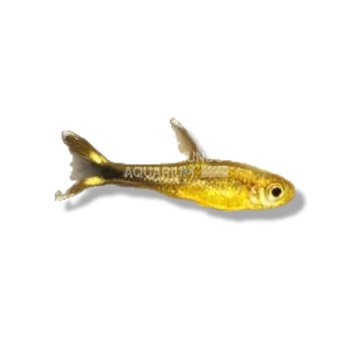 TETRA COBRE