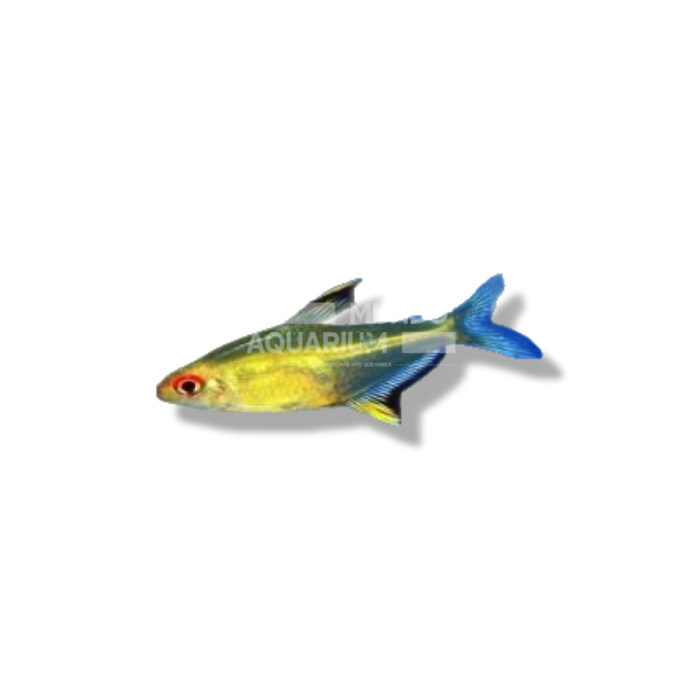 TETRA LIMON