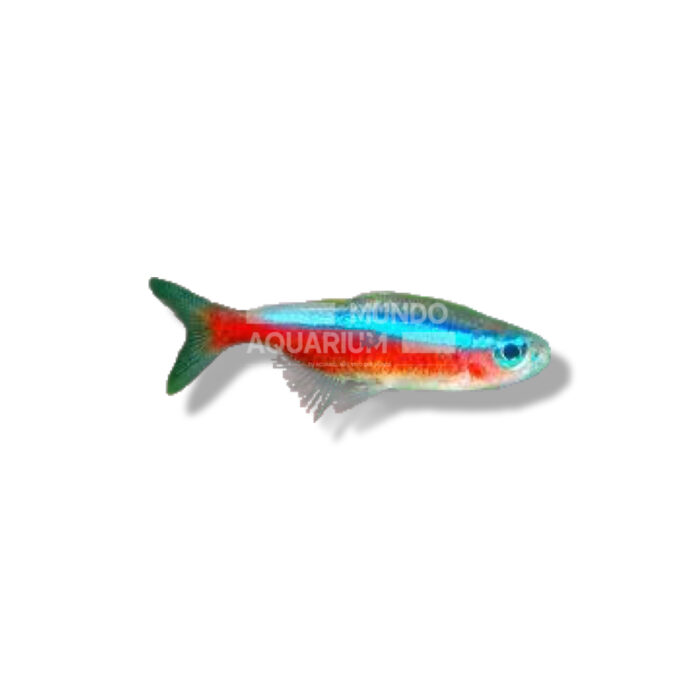 TETRA NEÓN CARDENAL 3-3,5CM