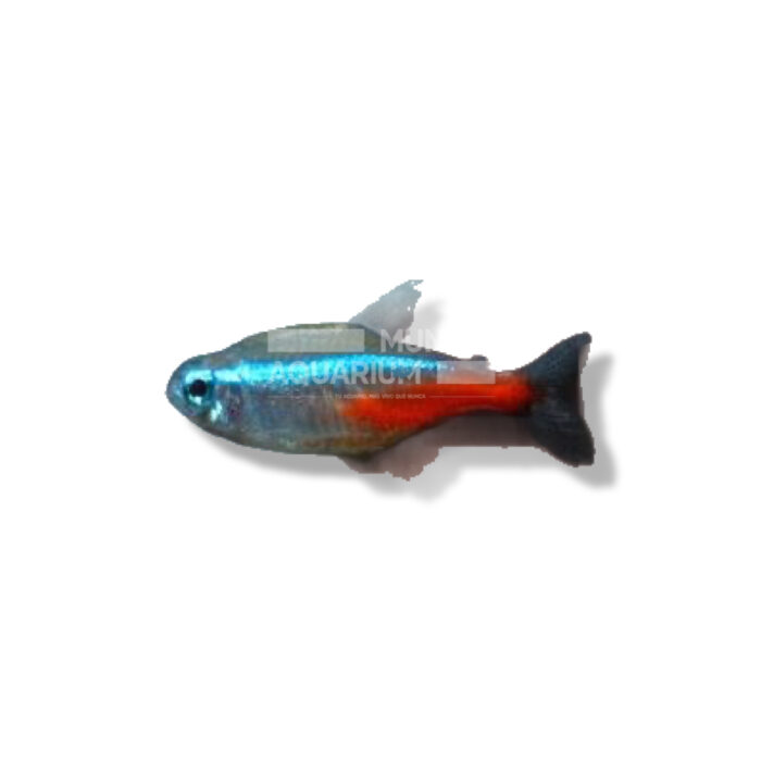 TETRA NEÓN INNESI
