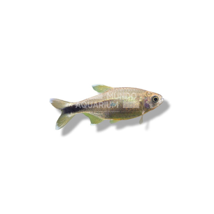 TETRA SILVER  2,5-3,5CM