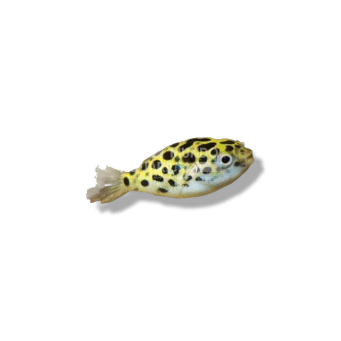 TETRAODON FLUVIATILIS 3CM