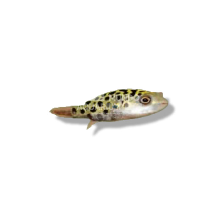 TETRAODON NIGROVIRIDIS 3CM