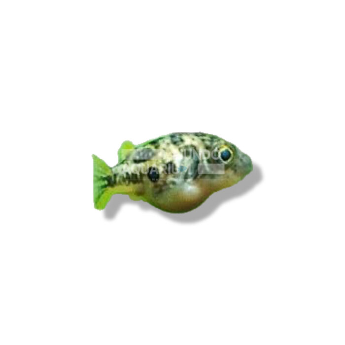 TETRAODON TRAVANCORICUS 3CM