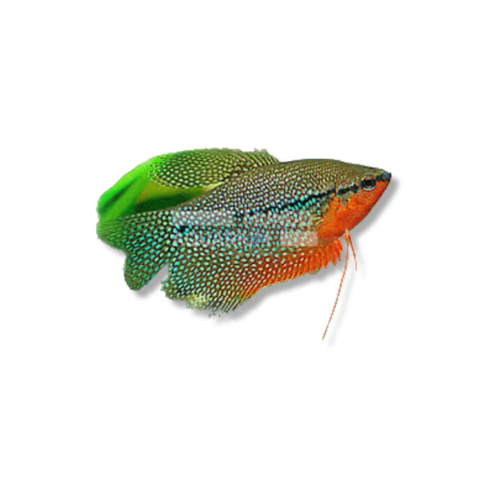 TRICHOGASTER LEERI (4-5 CM)
