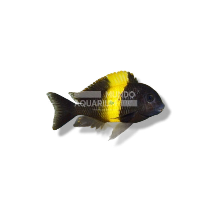 TROPHEUS DUBOISI