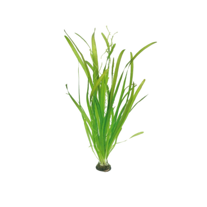 VALLISNERIA GIGANTEA