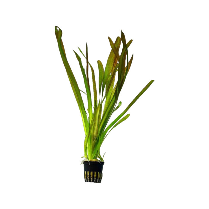 VALLISNERIA GIGANTEA XL