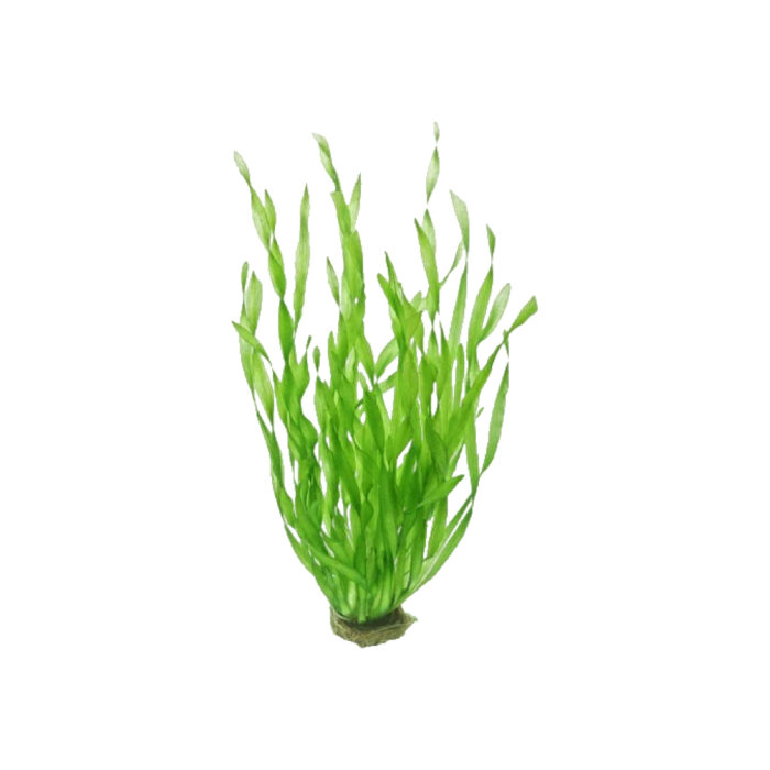 VALLISNERIA RETROSPILARIS