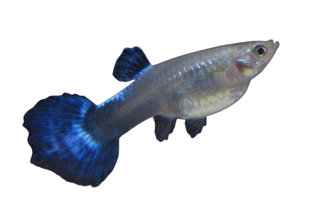 GUPPY BLUE DUMBO HEMBRA L
