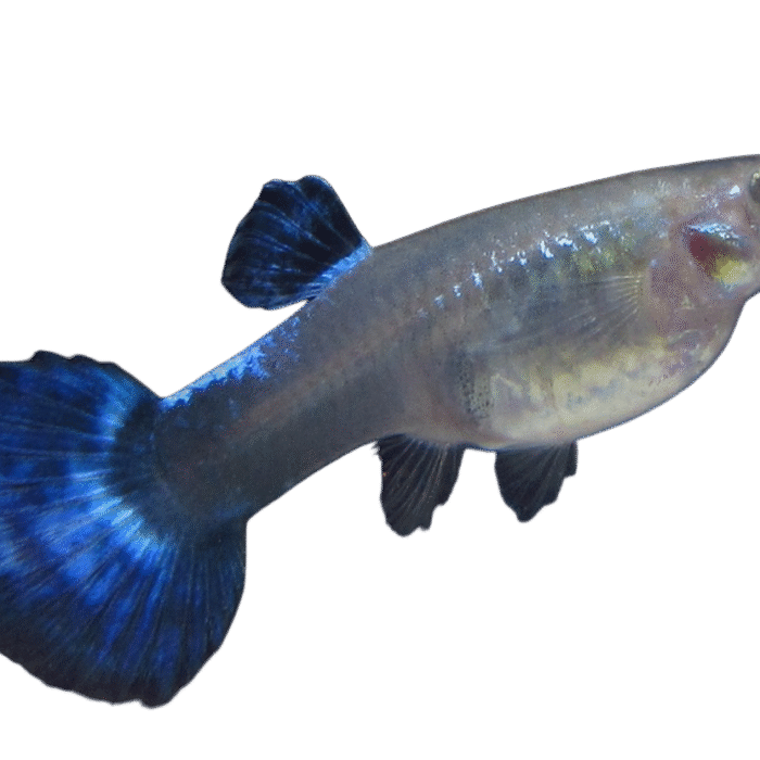 GUPPY BLUE DUMBO HEMBRA L
